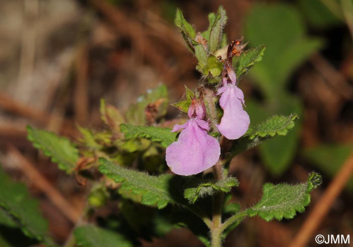 Teucrium chamaedrys