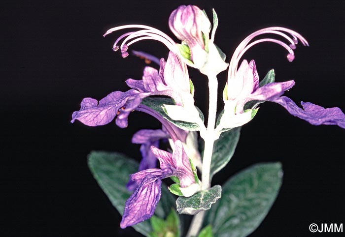 Teucrium fruticans