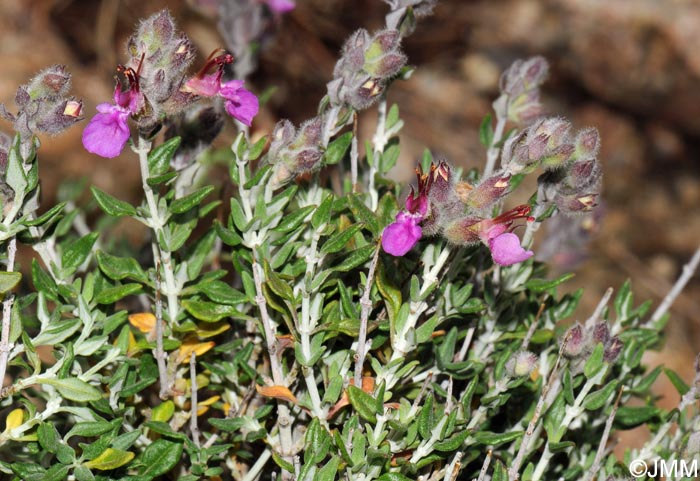 Teucrium marum