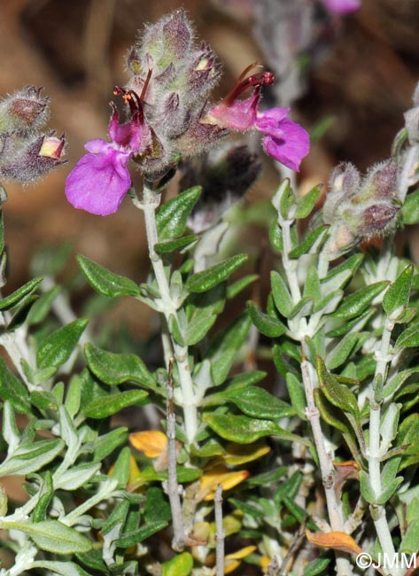 Teucrium marum