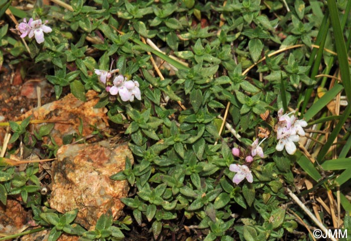 Thymus herba-barona