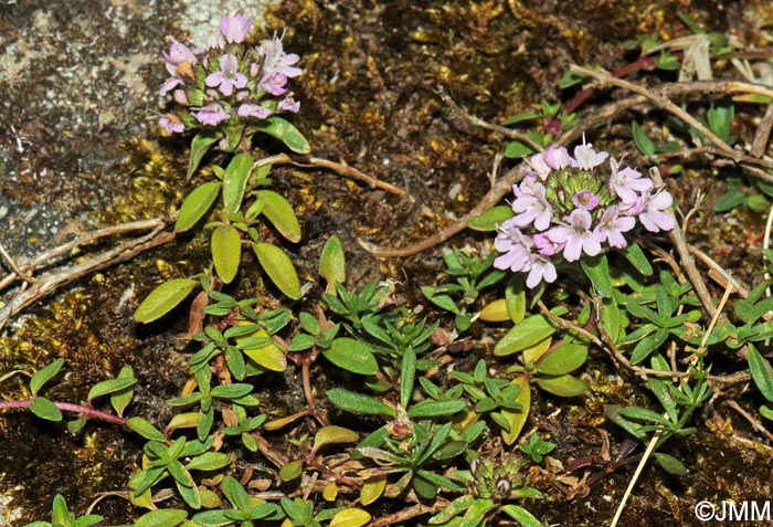 Thymus herba-barona