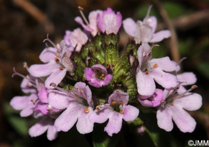 Thymus herba-barona