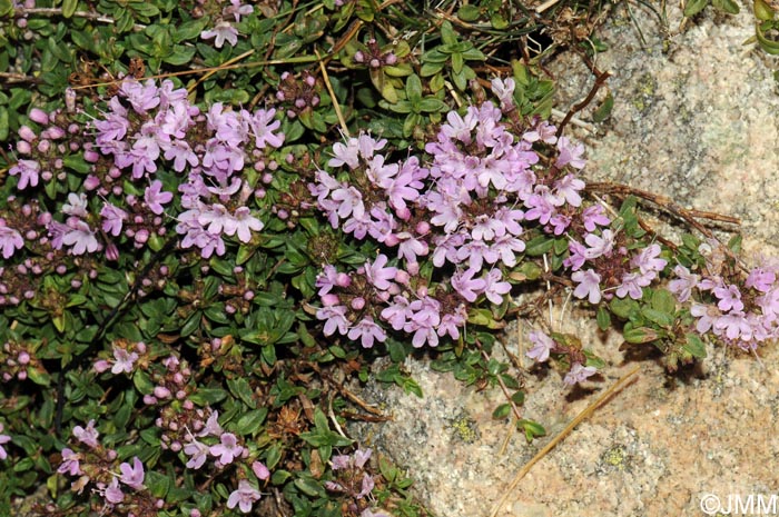 Thymus herba-barona