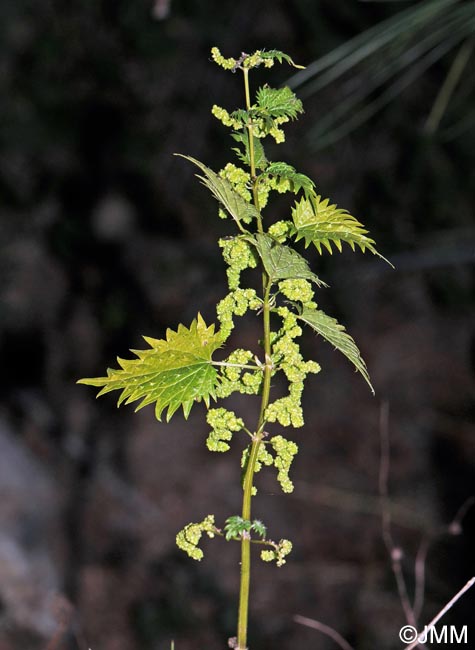 Urtica atrovirens