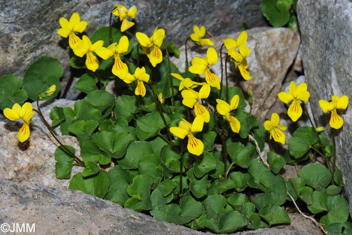 Viola biflora