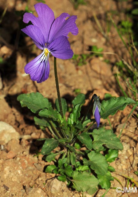 Viola corsica = Viola corsica subsp. corsica