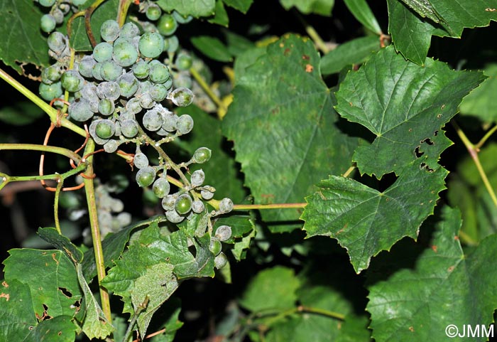 Vitis labrusca