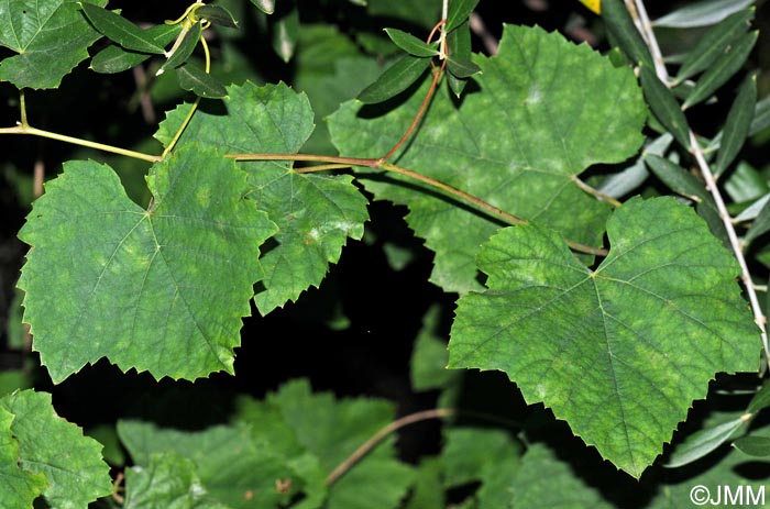 Vitis labrusca