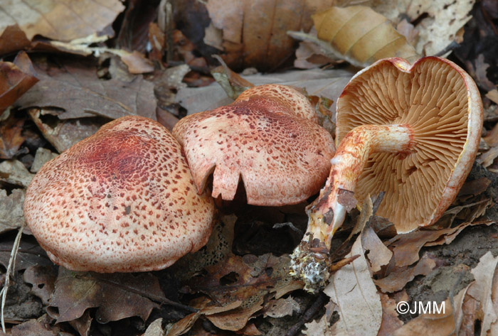 Cortinarius bolaris