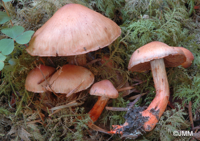 Cortinarius bulliardii 