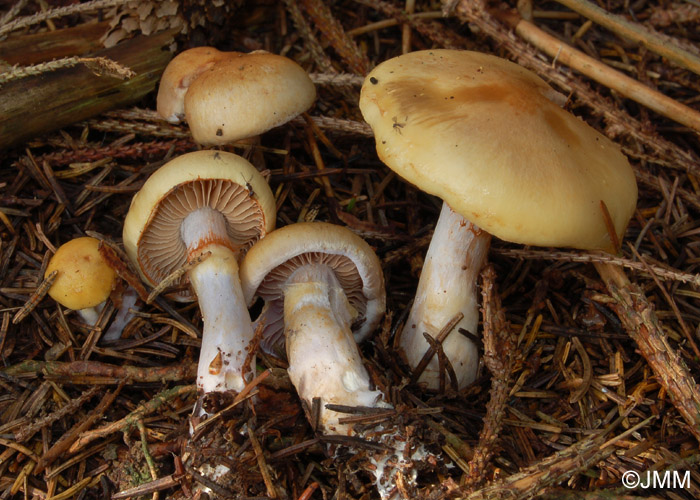 Cortinarius delibutus 