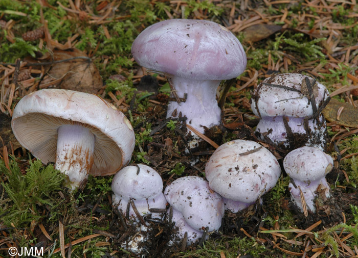 Cortinarius dibaphus