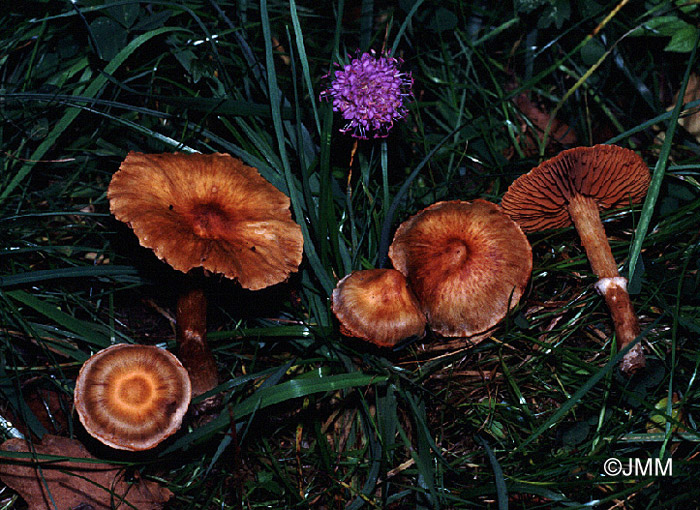 Cortinarius hinnuleus