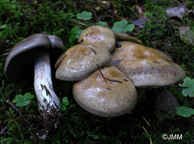 Cortinarius infractus