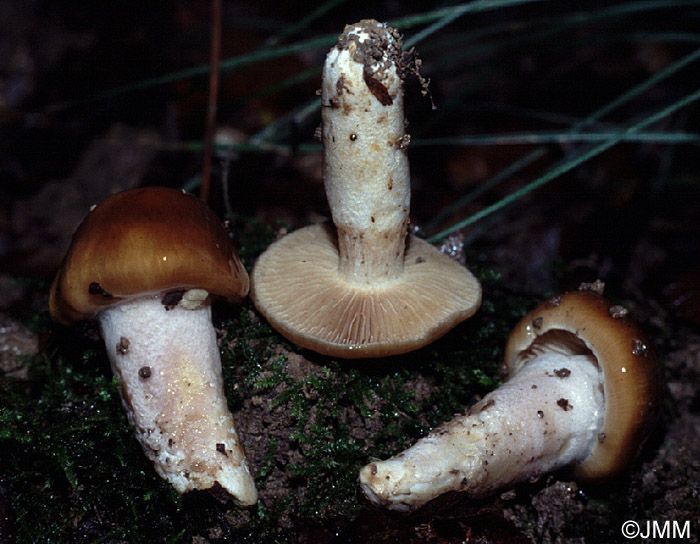 Cortinarius mucifluoides