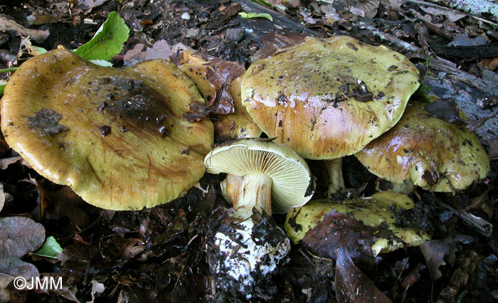 Cortinarius pseudosulphureus