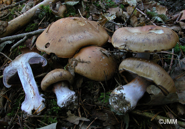 Cortinarius purpurascens