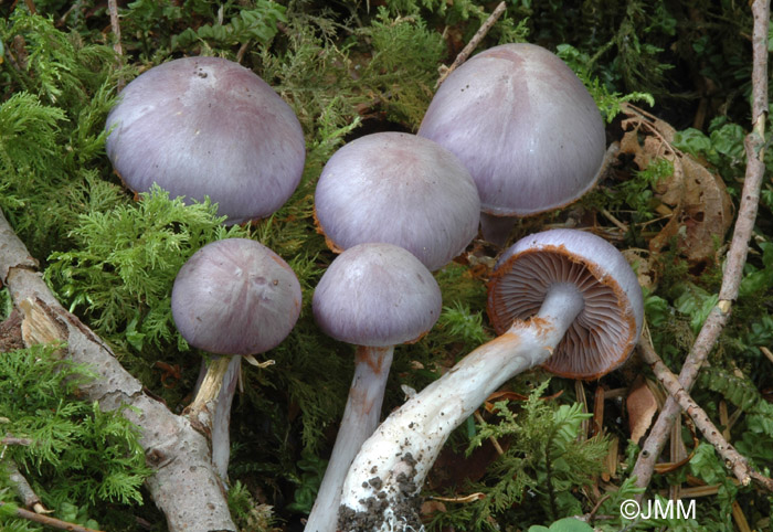 Cortinarius salor