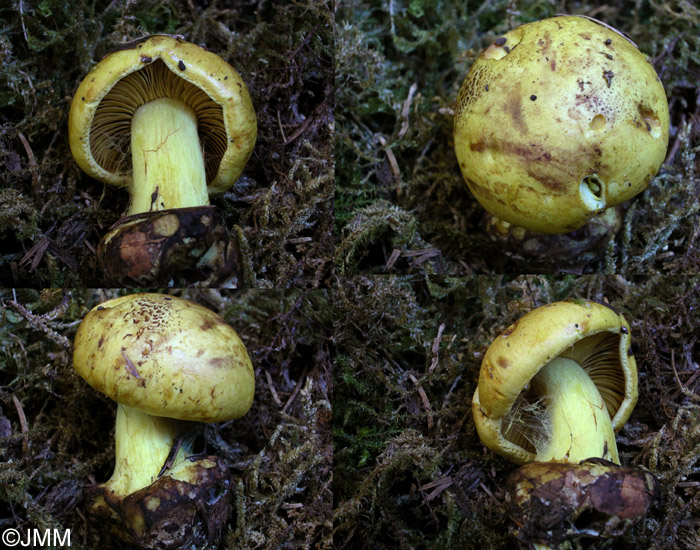 Cortinarius splendens