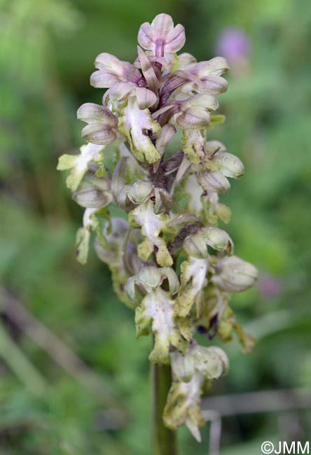 Himantoglossum robertianum