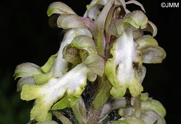 Himantoglossum robertianum