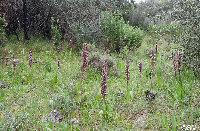 Himantoglossum robertianum