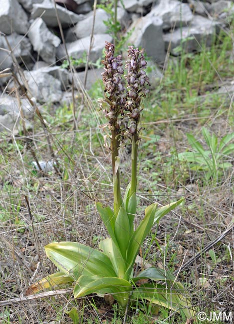 Himantoglossum robertianum