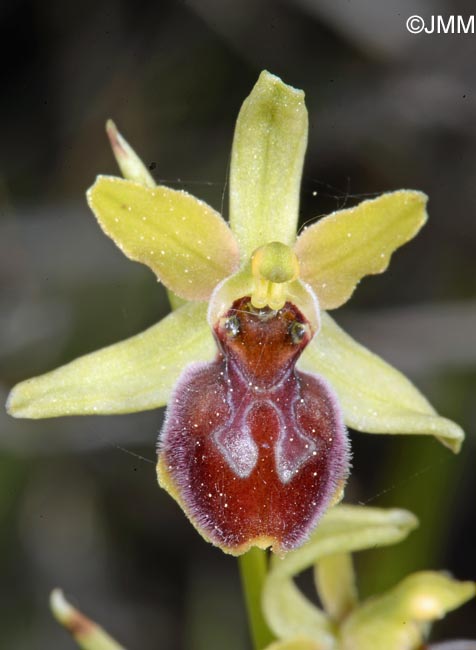 Ophrys illyrica