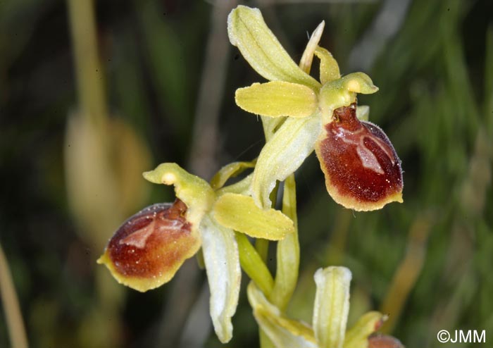 Ophrys illyrica