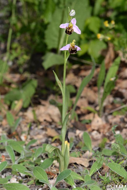 Ophrys apifera