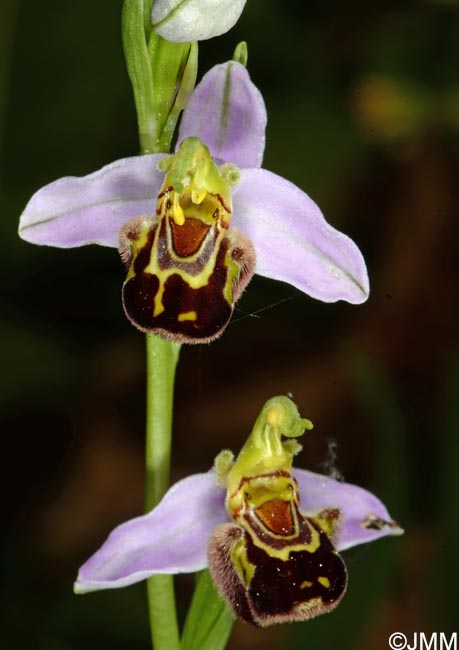 Ophrys apifera