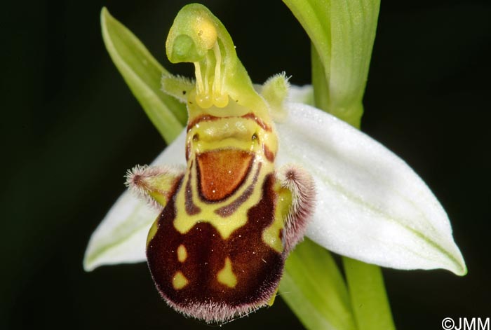 Ophrys apifera