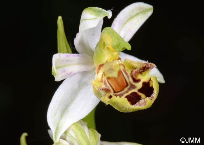 Ophrys apifera f. botteronii