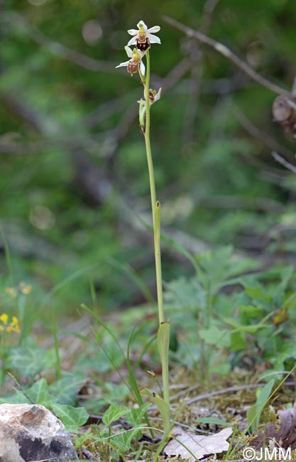 Ophrys apifera f. botteronii