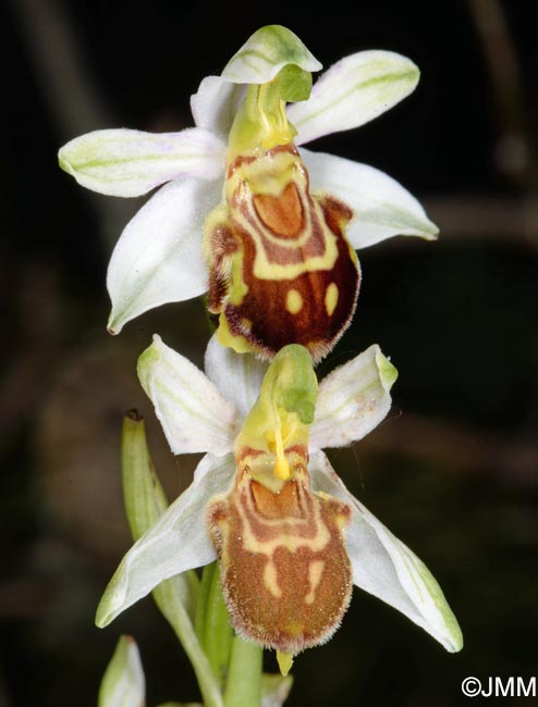 Ophrys apifera f. botteronii