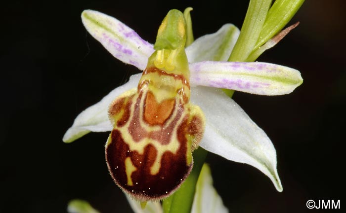 Ophrys apifera f. botteronii