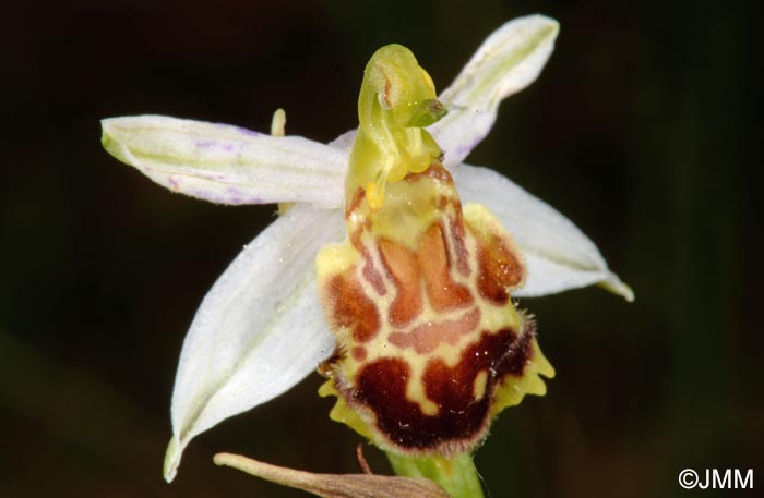 Ophrys apifera f. botteronii