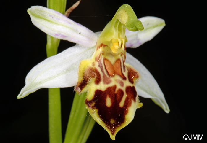 Ophrys apifera f. botteronii