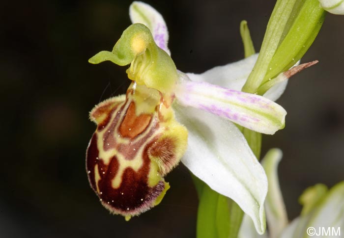 Ophrys apifera f. botteronii