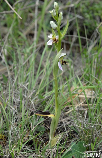 Ophrys apifera f. curviflora