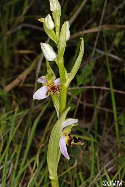 Ophrys apifera f. curviflora