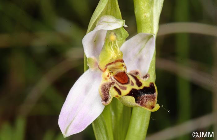 Ophrys apifera f. curviflora