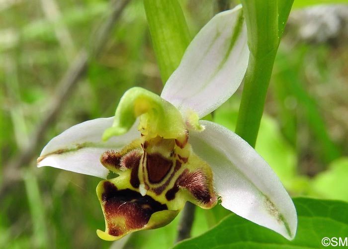 Ophrys apifera f. curviflora