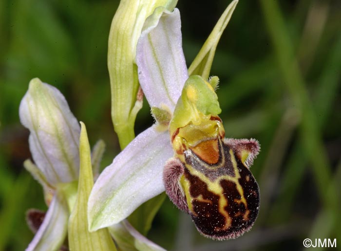 Ophrys apifera f. maculata = Ophrys apifera var. maculata