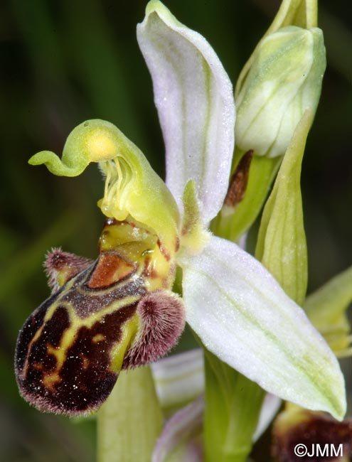 Ophrys apifera f. maculata = Ophrys apifera var. maculata