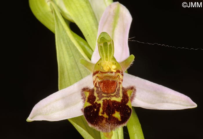 Ophrys apifera f. maculata = Ophrys apifera var. maculata