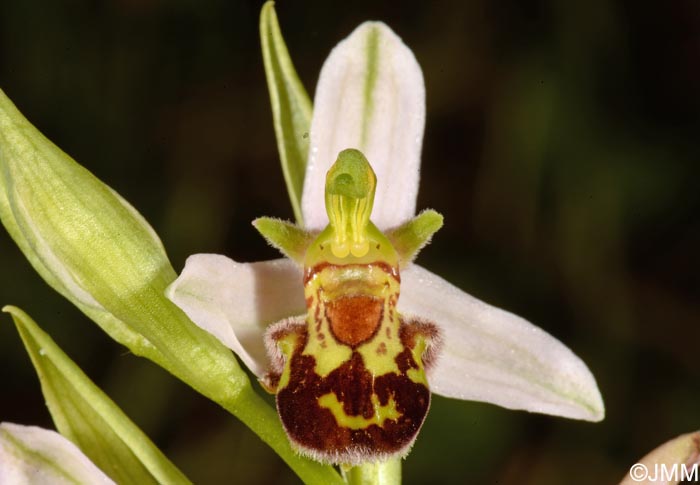 Ophrys apifera f. maculata = Ophrys apifera var. maculata