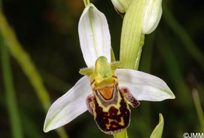 Ophrys apifera f. maculata = Ophrys apifera var. maculata