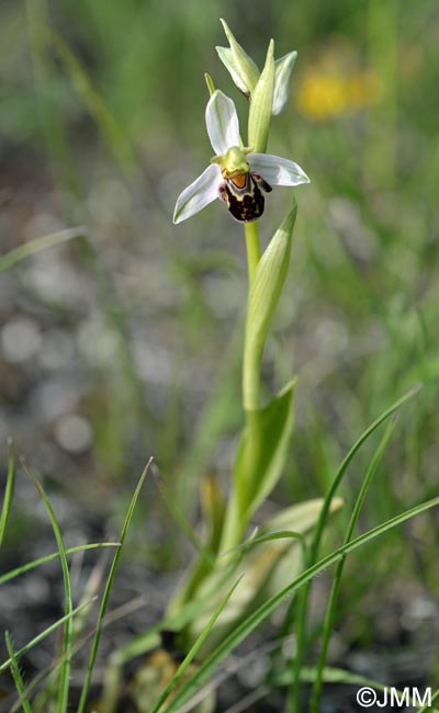 Ophrys apifera f. maculata = Ophrys apifera var. maculata
